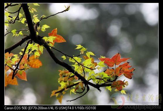 Ȧͷ70-200F4ģ黯ǺܺãҪЩ׽ͷ70-200F2.8IIˮ